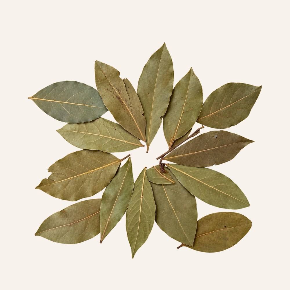 Dried bay leaf, Laurus nobilis