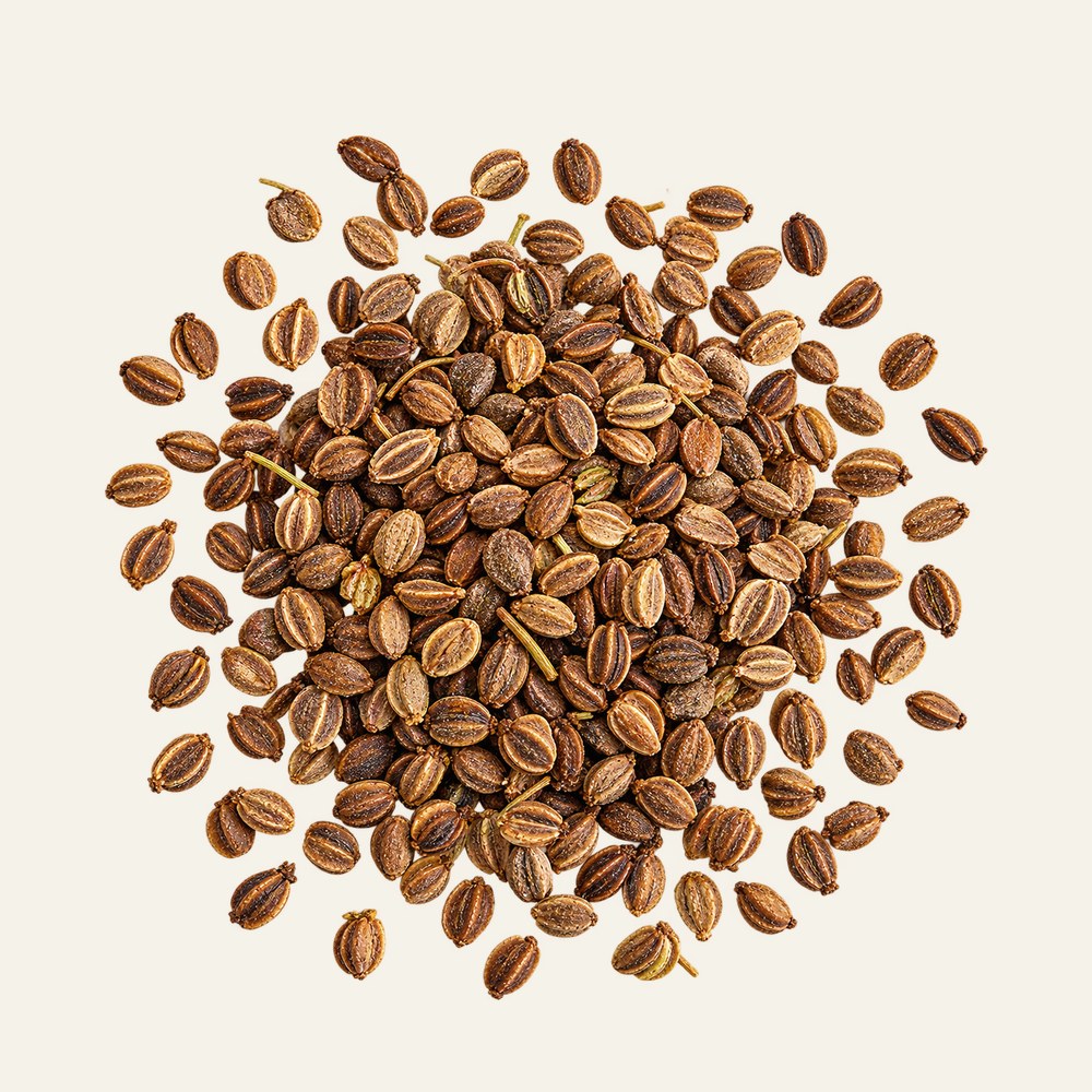 Dried celery seeds, Apium graveolens
