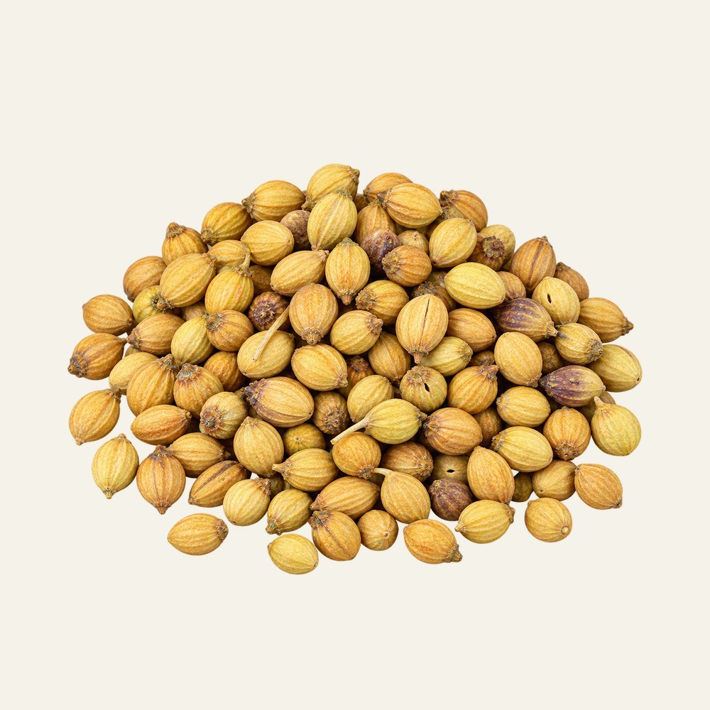 Dried coriander seeds, Coriandrum sativum