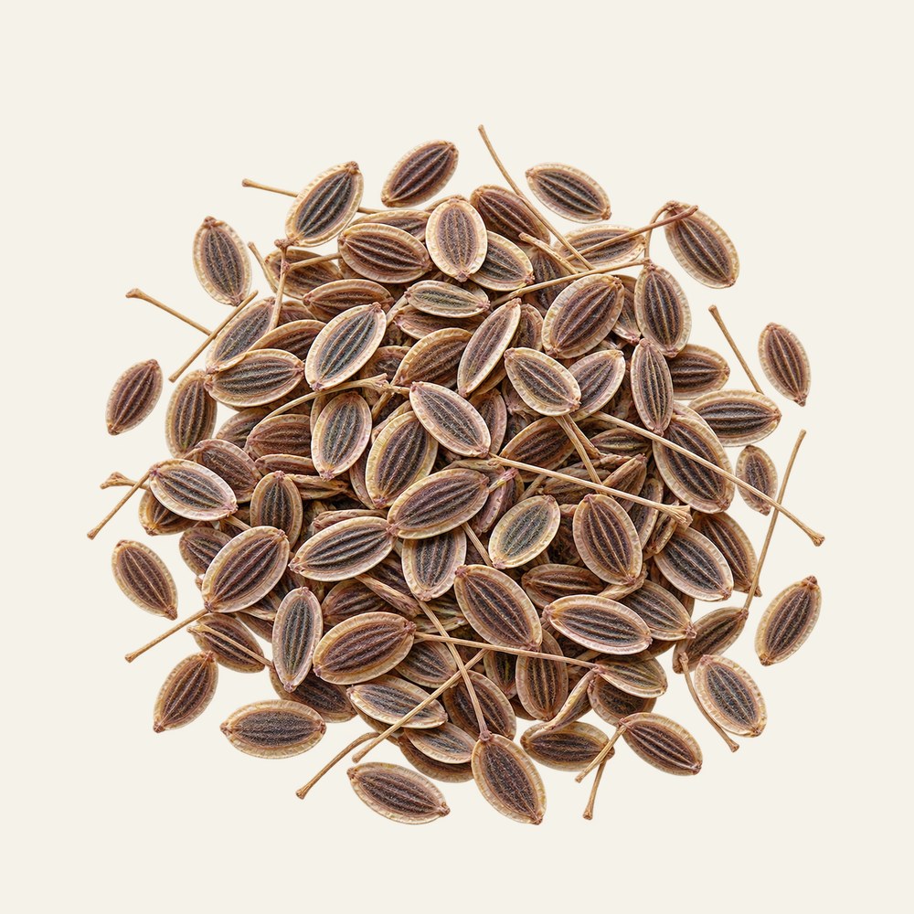 Dried dill seeds, Anethum graveolens