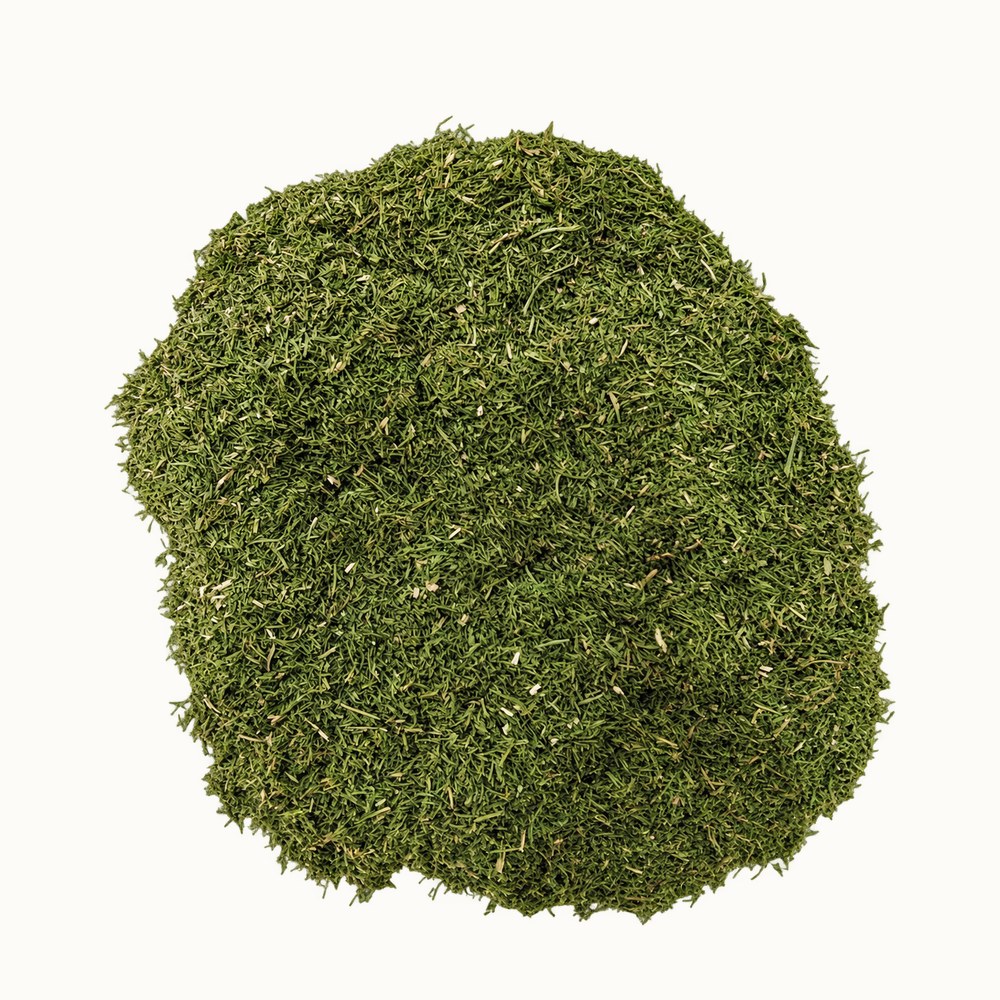 Dried dill weed, Anethum graveolens