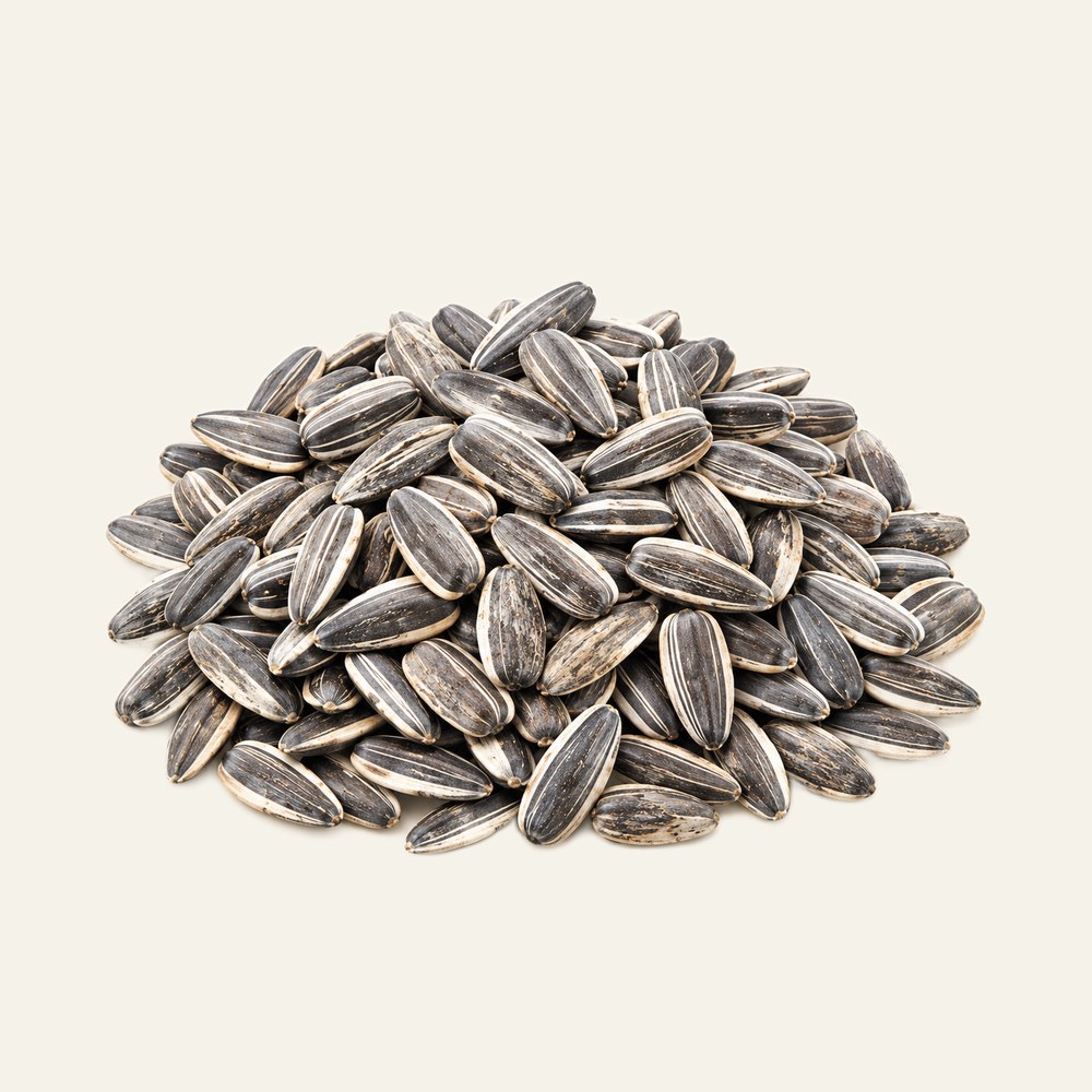 Dried sunflower seeds, Helianthus annuus