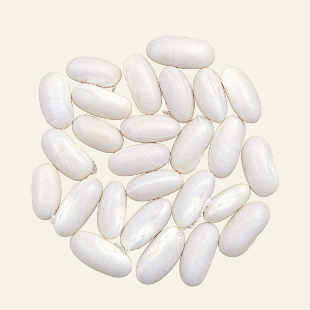 Dried white beans, Phaseolus vulgaris