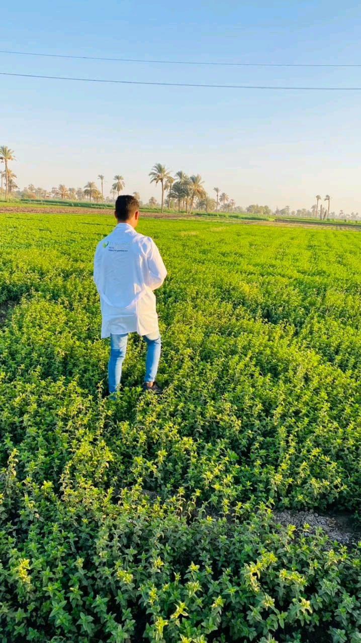 El Yasmina team member in a green herb field in Egypt, date palms on the horizon